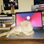 Software Profile Picture